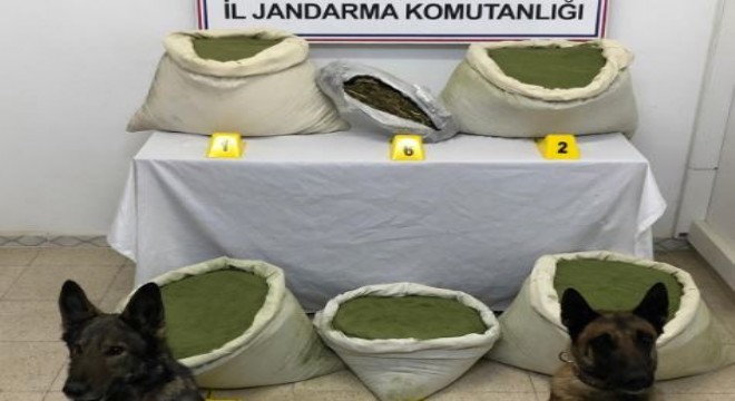 117 kilogram esrar ele geçirildi