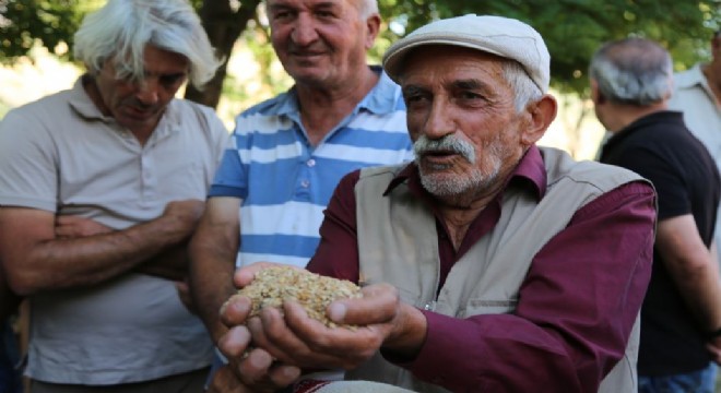 150 yıllık  Ata  tohumları için harman etkinliği