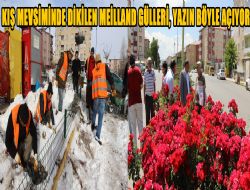 Aziziye’yi Meilland Gülleri süsleyecek