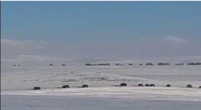 Aç kalan yaban domuzları yerleşim yerlerine indi