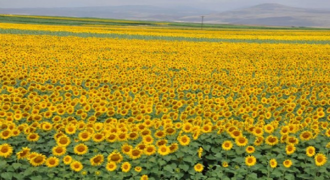 Ayçiçeği tarlaları bereketle kuşandı