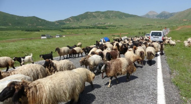 Bitlis’ten Erzurum’a besicilik köprüsü