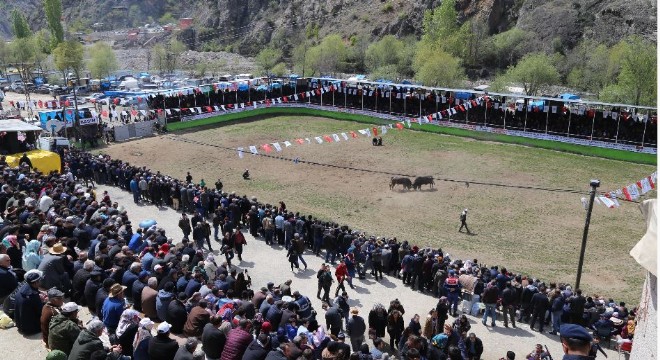 Derekapı boğa güreşleri nefes kesti