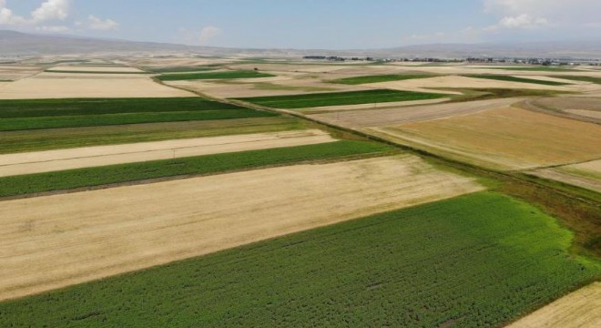 Doğu Anadolu’da tarlalardan bereket fışkırdı