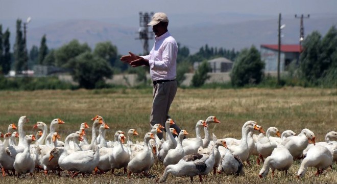 Doğu’da ‘Kaz’ rekabeti