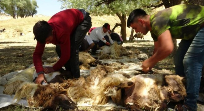 Doğu’da koyun kırkım mesaisi başladı