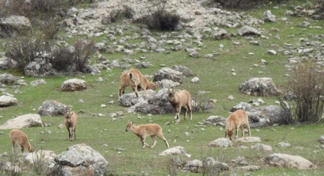 Doğu yaban yaşamından ilgi çekici görüntü