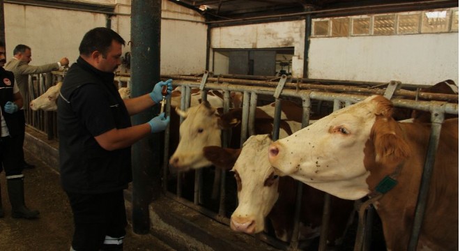 Erzurum’da şapla mücadele seferberliği