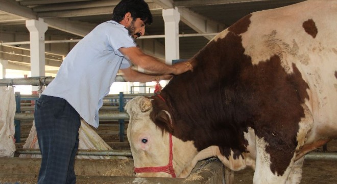 Erzurum kurban pazarının gözdesi “Paşa”