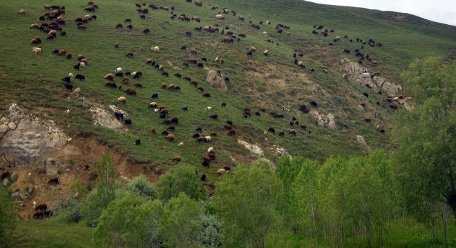 Erzurum’un yüzde 63 ü çayır ve meradan oluşuyor