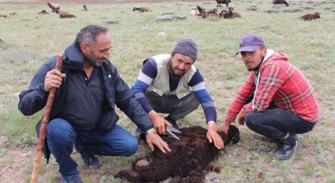 Erzurum yaylalarında kırkım zamanı