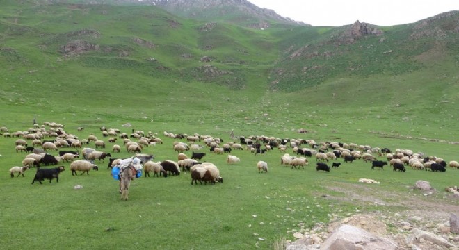 Göçerler Doğu Anadolu yaylalarında