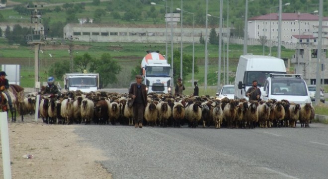 Göçerlerin zorlu Ramazan mesaisi başladı