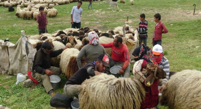 Göçerlerin zorlu yayla yolculuğu