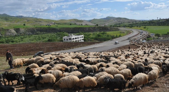 Göçerlerin zorlu yayla yolculuğu başladı