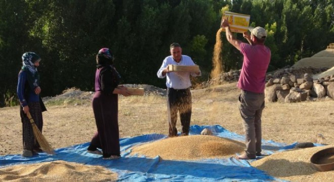 Hasattan değirmene buğdayın yolculuğu