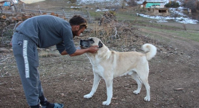 Hayatını kurtaran köpeklerine ziyafet çekti