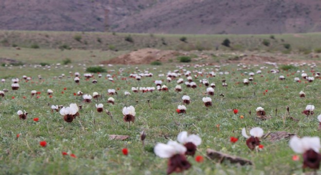 Iris Iberica çiçekleri göz kamaştırıyor