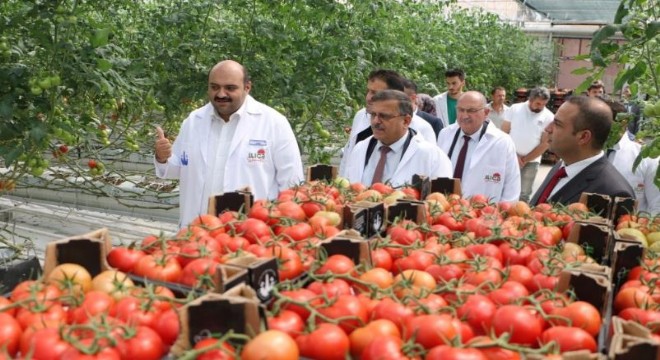 Kacır, Ilıca domatesi seralarını inceledi