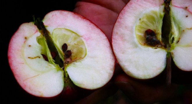 Kırmızı içli elmada hasat zamanı