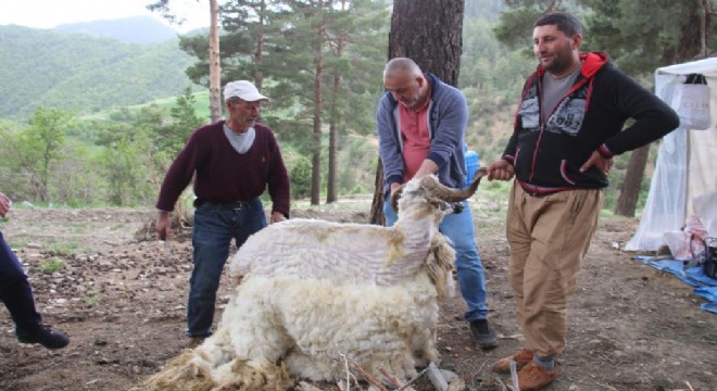 Koyun kırkımı başladı