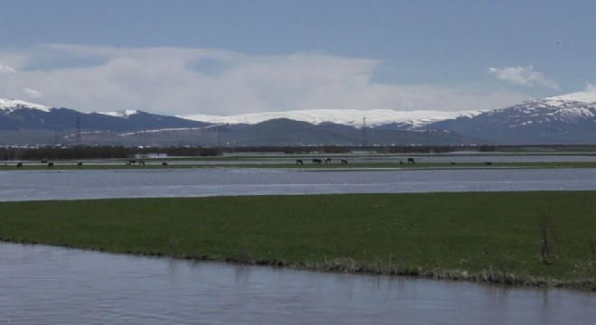 Kura Nehri taştı, ova sular altında kaldı