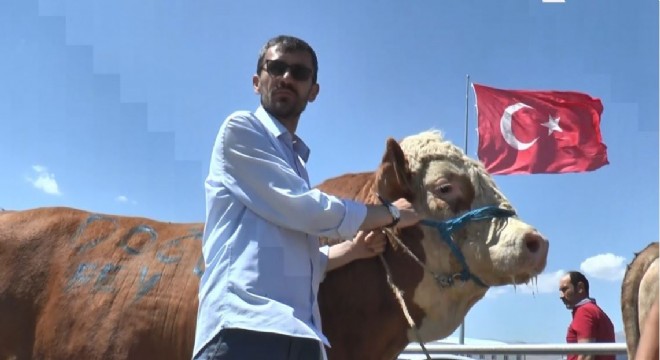 Kurbanlık pazarında tonluk boğalar fiyatta yarışıyor