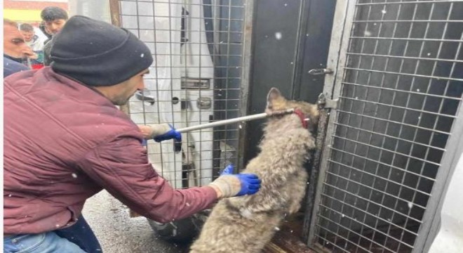 Lastikçiye giren kurt paniğe neden oldu