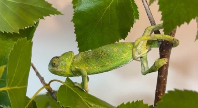 Maydanoz kasasından bukalemun çıktı