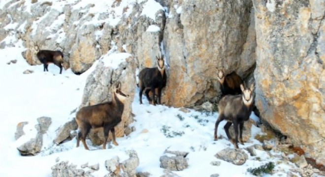 Munzur’un zirvesinde şamualar görüntülendi