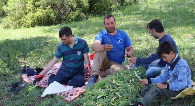 Oltu’da çaşır zamanı