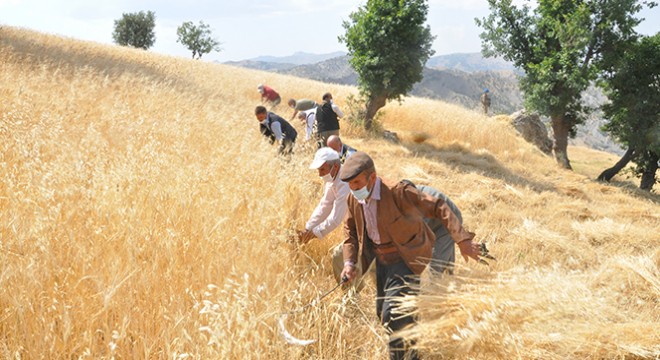 Tarımda kuraklığa dayanıklı tohum gündemi