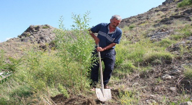 Taş üstünde fidan yetiştirip erozyonu önlüyor