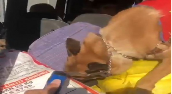 Uyuşturucu taciri, narkotik köpeğinden kaçamadı