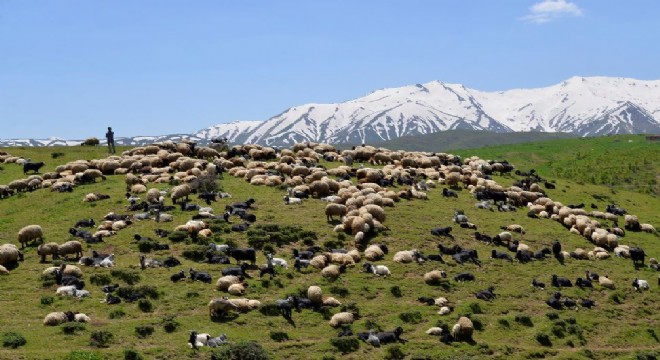 Yaylalar besicileri ağırlamaya başladı