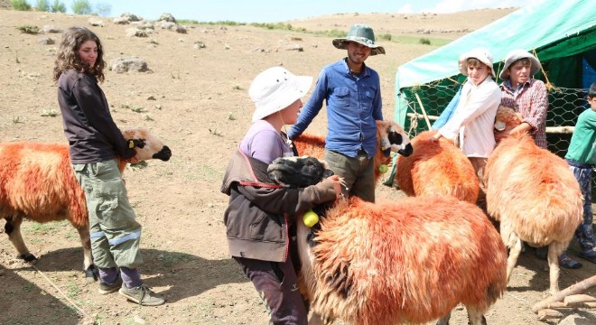 Yaylalarda  koç katımı  geleneği