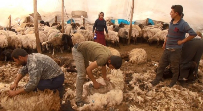 Yaylalarda koyun kırkma zamanı