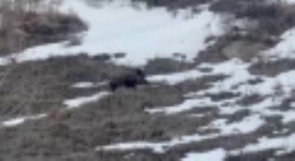 yavru yaban domuzu sürüsünü arıyor