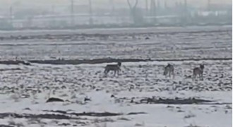 Aç kalan kurt sürüsü ovaya indi