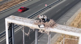 Anadolu'da leyleklerin göç hazırlığı