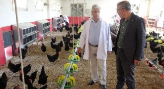 DAP BKİ'den Tavukçuluk desteği