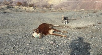 Şaplı hayvanlar meraya atıldı!!