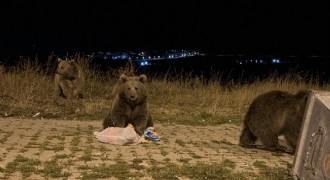 Sarıkamış'ta ayılarla karşılaşmak rutin oldu